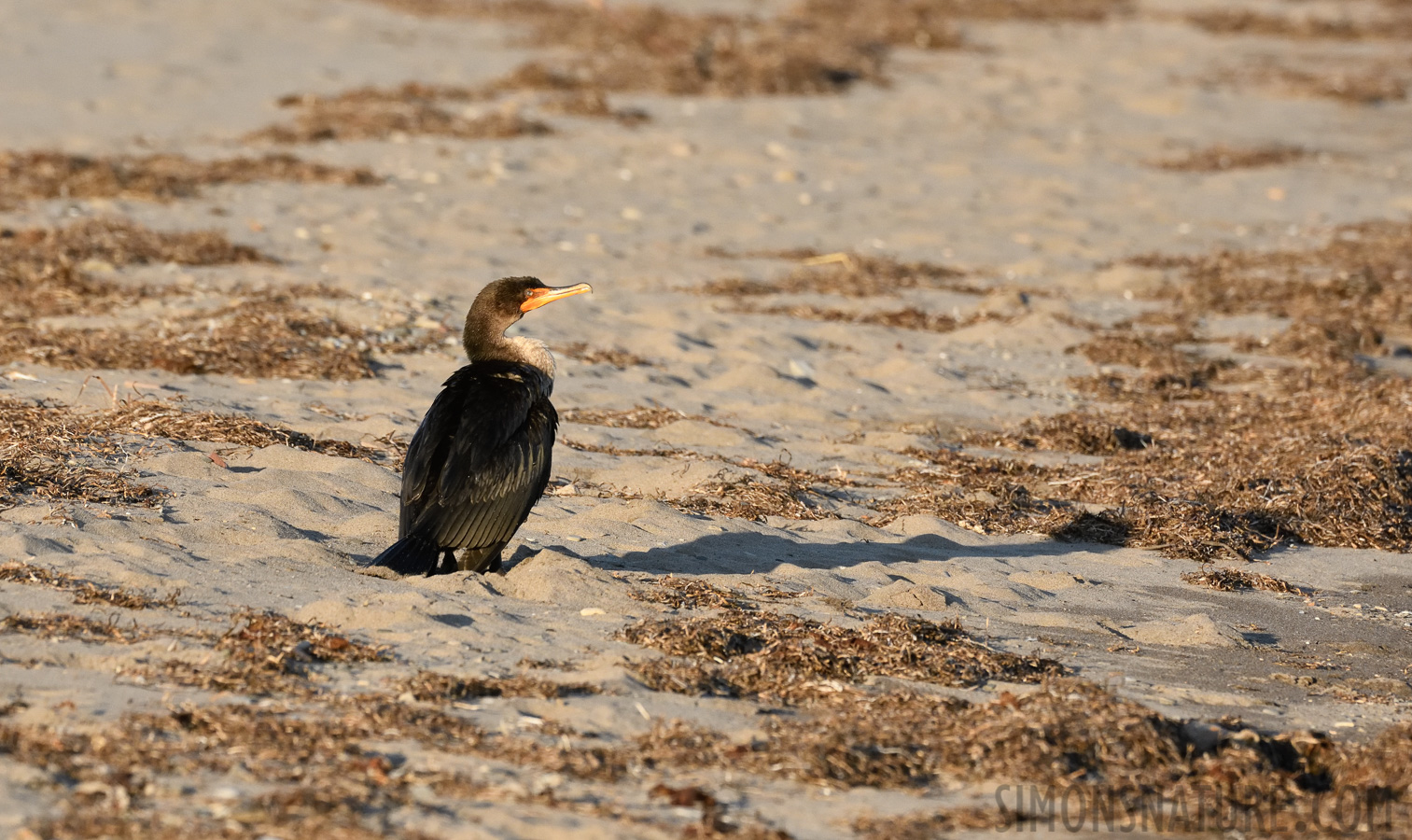 Phalacrocorax auritus auritus [400 mm, 1/2500 Sek. bei f / 8.0, ISO 2000]